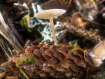 Baeospora myosura - fungi species list A Z